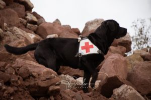 Ein schwarzer Labrador mit einem Geschirr, das ein rotes Kreuz zeigt, steht auf einem felsigen, steinigen Gelände.