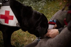 Ein schwarzer Rettungshund mit rotem Kreuz auf der Weste untersucht einen verbundenen Fuß.