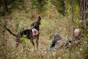 Ein Rettungshund mit rotem Kreuz auf der Weste bellt in einem Wald neben einer am Boden liegenden Person.